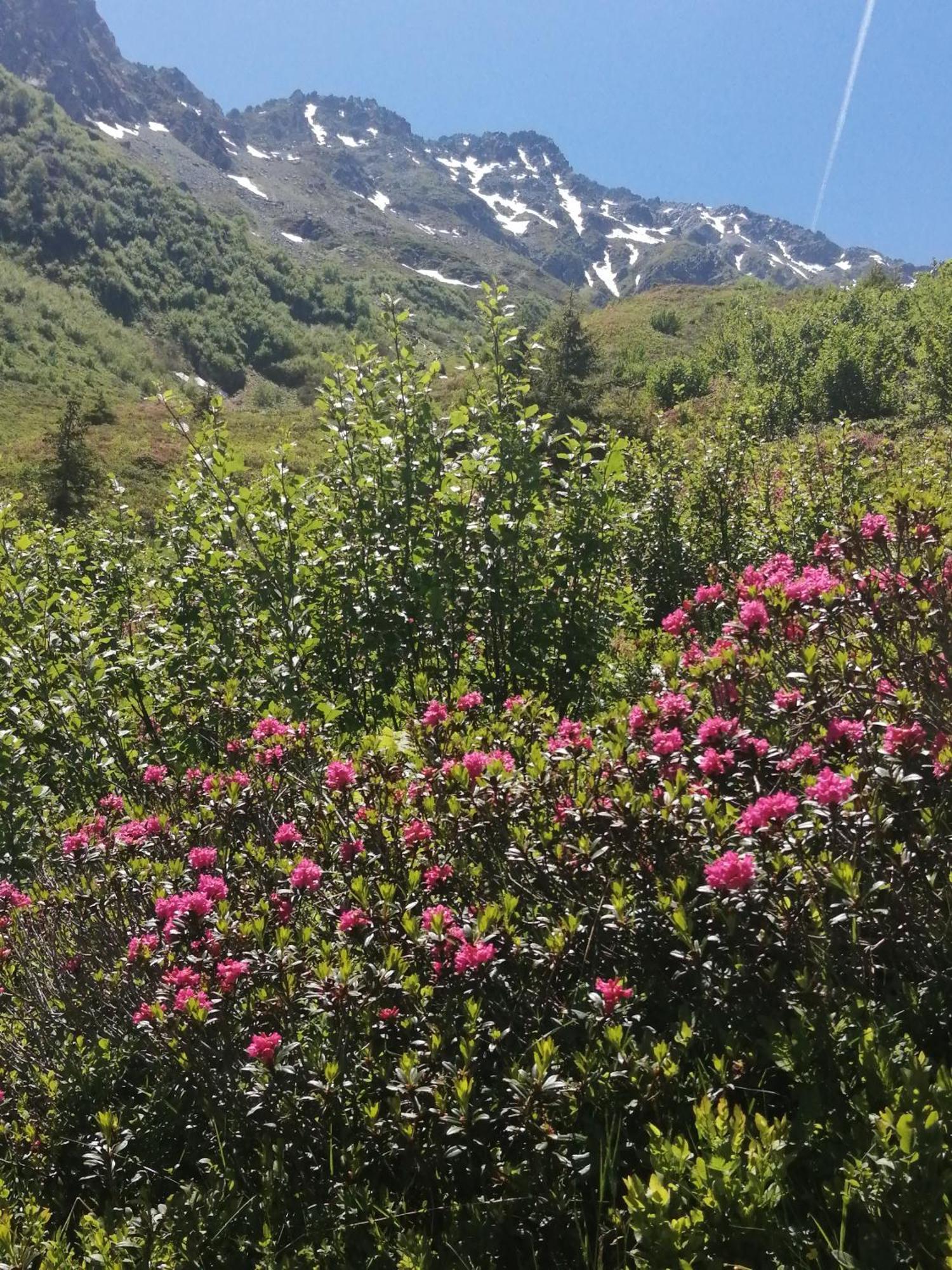 Superbe Studio Aux 7 Laux La Ferrière Eksteriør bilde